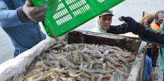 Budidaya udang