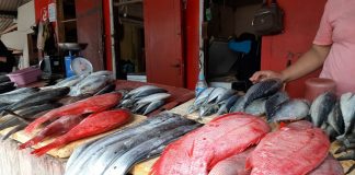 ikan