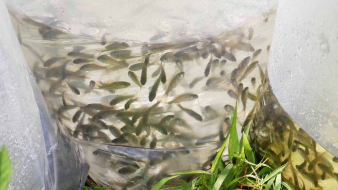 Lestarikan Ikan Endemik Kaya Gizi di Jambi1