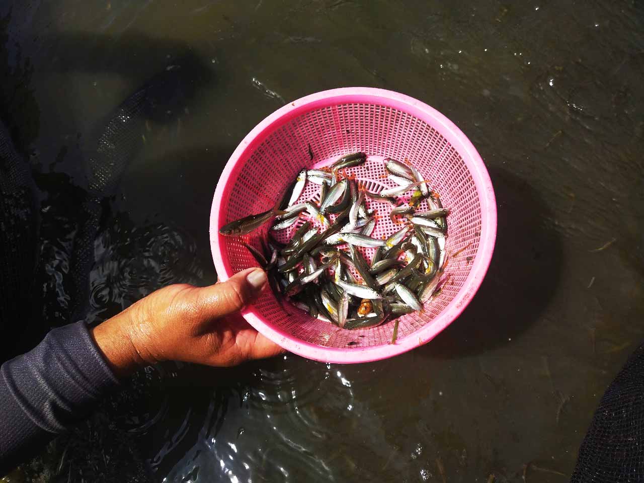ikan endemik