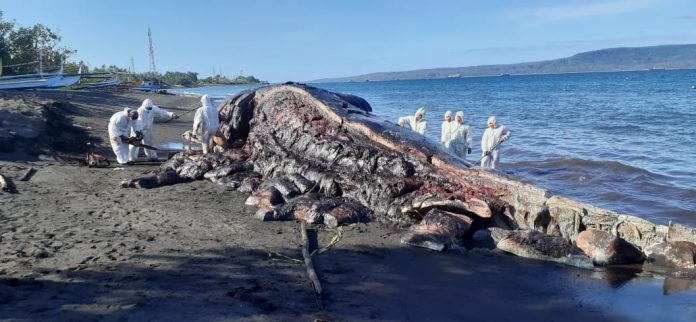 Penanganan Paus Sperma Sepanjang 16,5m Banyuwangi 3 Paus sperma