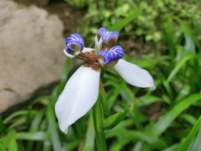 walking iris walking iris