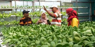 program pln untuk pertanian