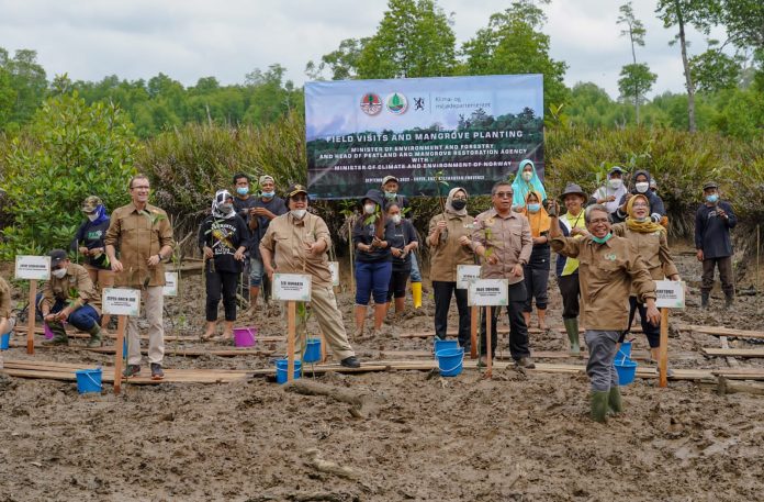 1662943933 rehabilitasi mangrove