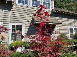 red maple