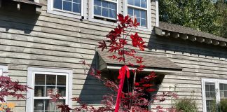 red maple