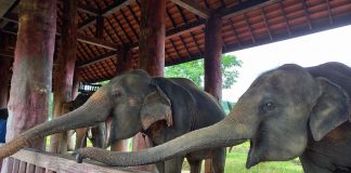 Luang Prabang Elephant Camp Laos