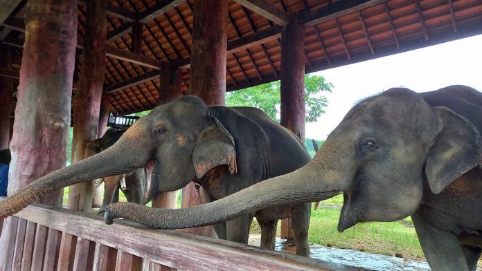 Luang Prabang Elephant Camp Laos
