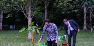 menanam pohon