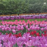 Wisata Bunga Tulip di Keukenhof Belanda