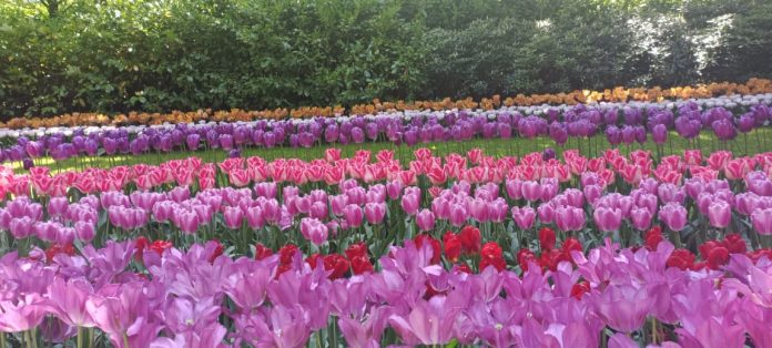 Wisata Bunga Tulip di Keukenhof Belanda