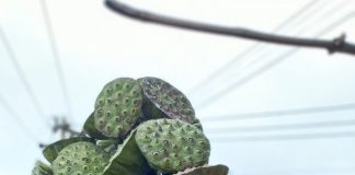Manfaat Biji Bunga Lotus