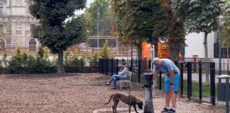 Taman Khusus Anjing Bermain di Austria
