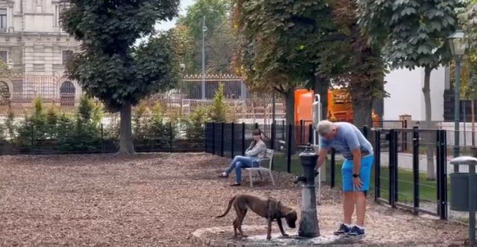 Taman Khusus Anjing Bermain di Austria