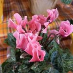 Cyclamen, Indah Bagaikan Bunga yang Dirangkai