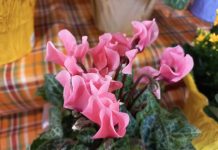 Cyclamen, Indah Bagaikan Bunga yang Dirangkai