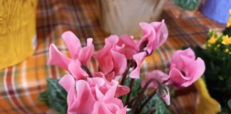 Cyclamen, Indah Bagaikan Bunga yang Dirangkai