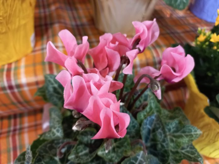 Cyclamen, Indah Bagaikan Bunga yang Dirangkai