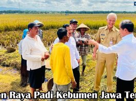 Panen Raya