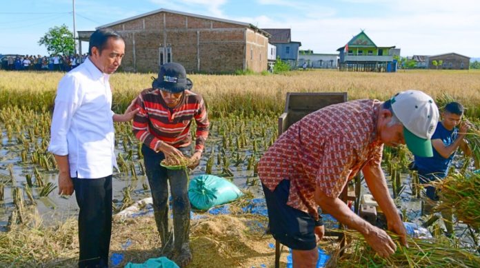Presiden Joko Widodo meninjau secara langsung pelaksanaan panen raya padi di Kabupaten Maros, Provinsi Sulawesi Selatan, pada Kamis pagi, 30 Maret 2023. Panen Raya