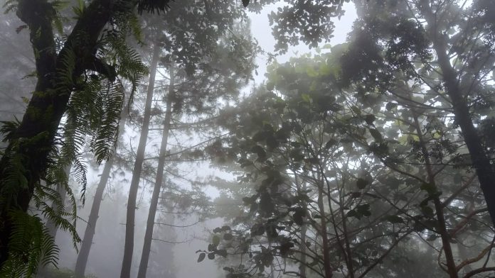 Hutan Indonesia