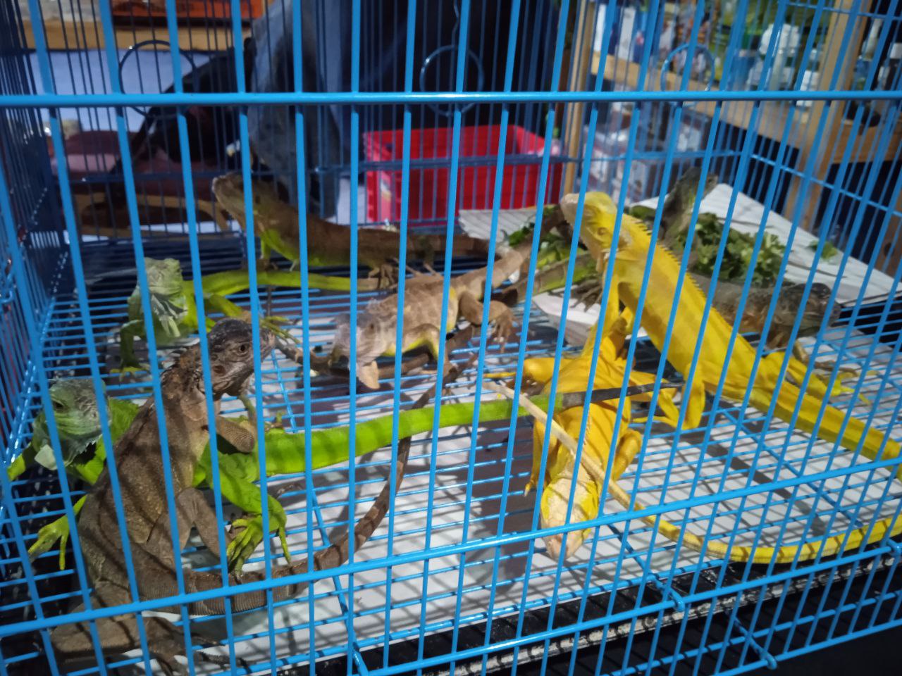 Jungle Festival
