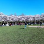Bunga Sakura di Negeri Kincir Angin