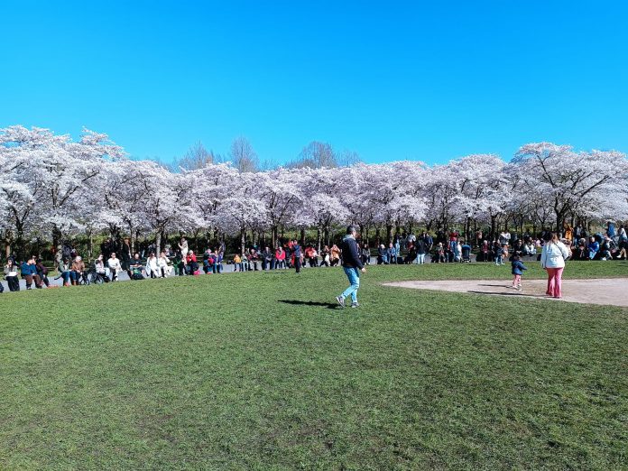 Bunga Sakura di Negeri Kincir Angin