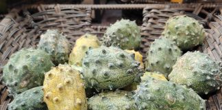 Buah Khas Negara Afrika Melon Bertanduk