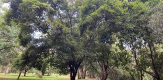 Cagar Nasional Taman Arboretum Nursery di Nairobi, Kenya