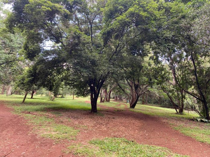 Cagar Nasional Taman Arboretum Nursery di Nairobi, Kenya