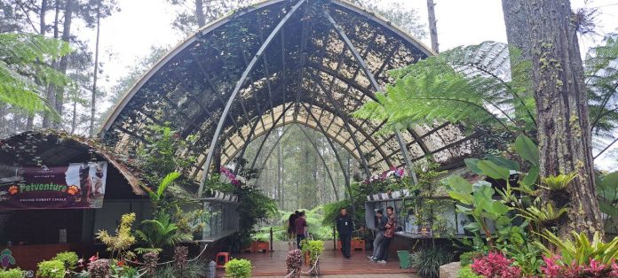 Orchid Forest