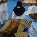 Harga Ayam Masih Tinggi, Harga Telur Justru Jatuh: Dapur MBG untuk Jaga Peternak Telur Tetas