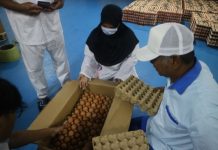 Harga Ayam Masih Tinggi, Harga Telur Justru Jatuh: Dapur MBG untuk Jaga Peternak Telur Tetas