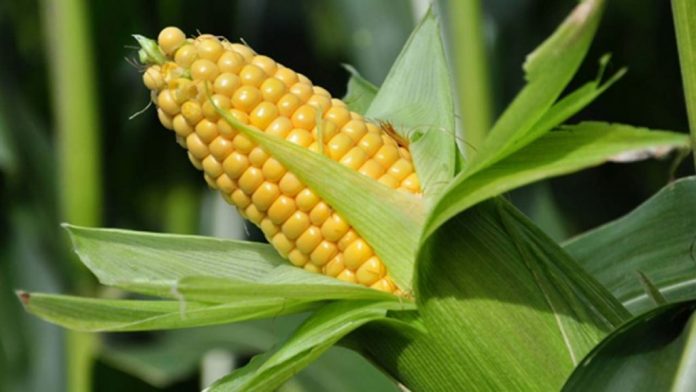 corn5-696x392