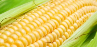 jagung si kuning