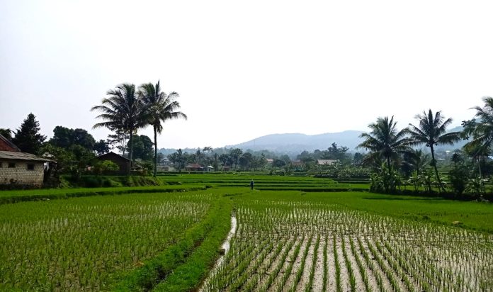 Sawah