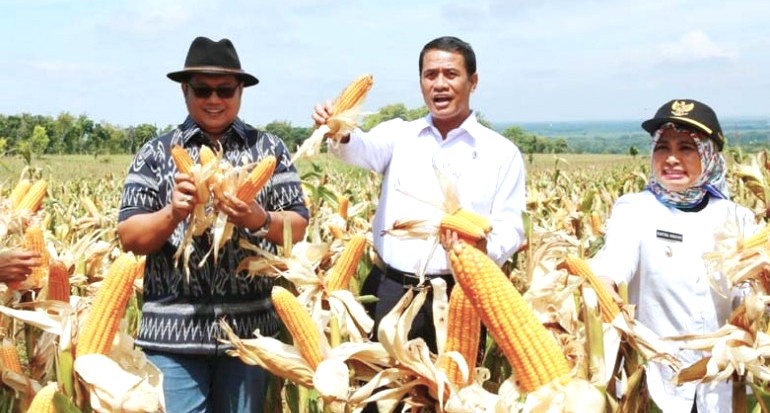 Panen Jagung