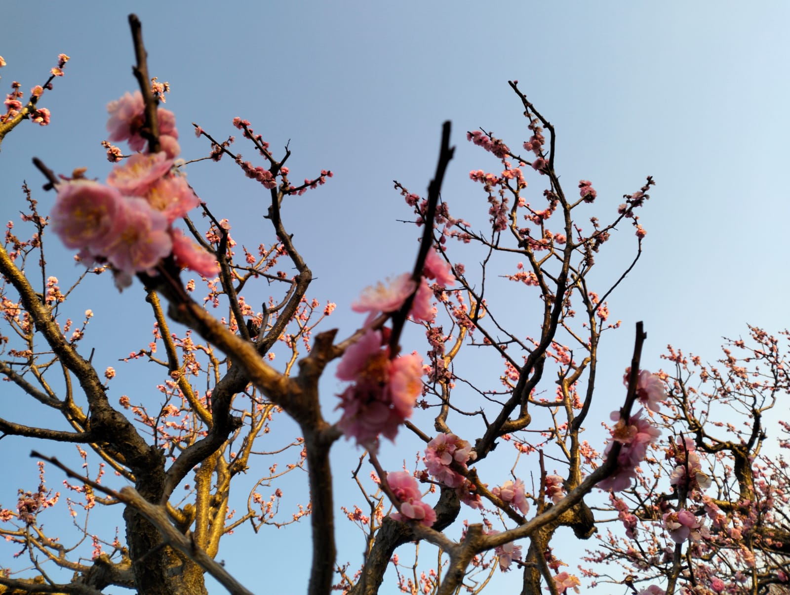 Pasar Jepang