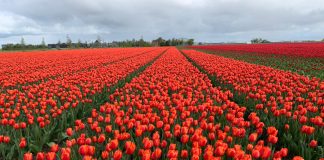 Hamparan Ladang Tulip di Flevoland Belanda