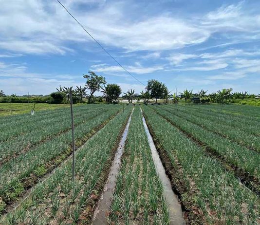 Hortikultura