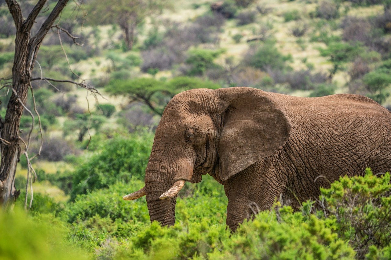 Samburu Kenya, Gajah