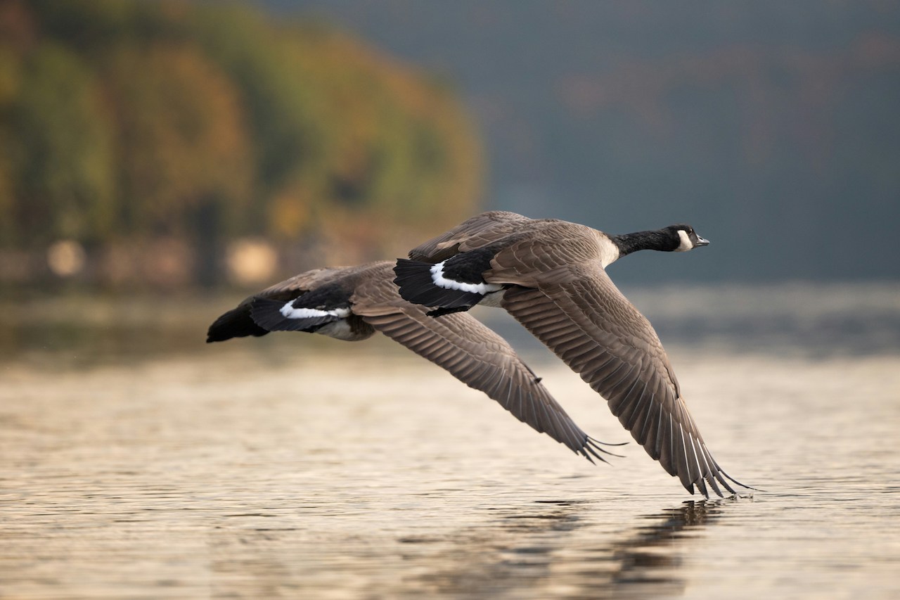 Danau