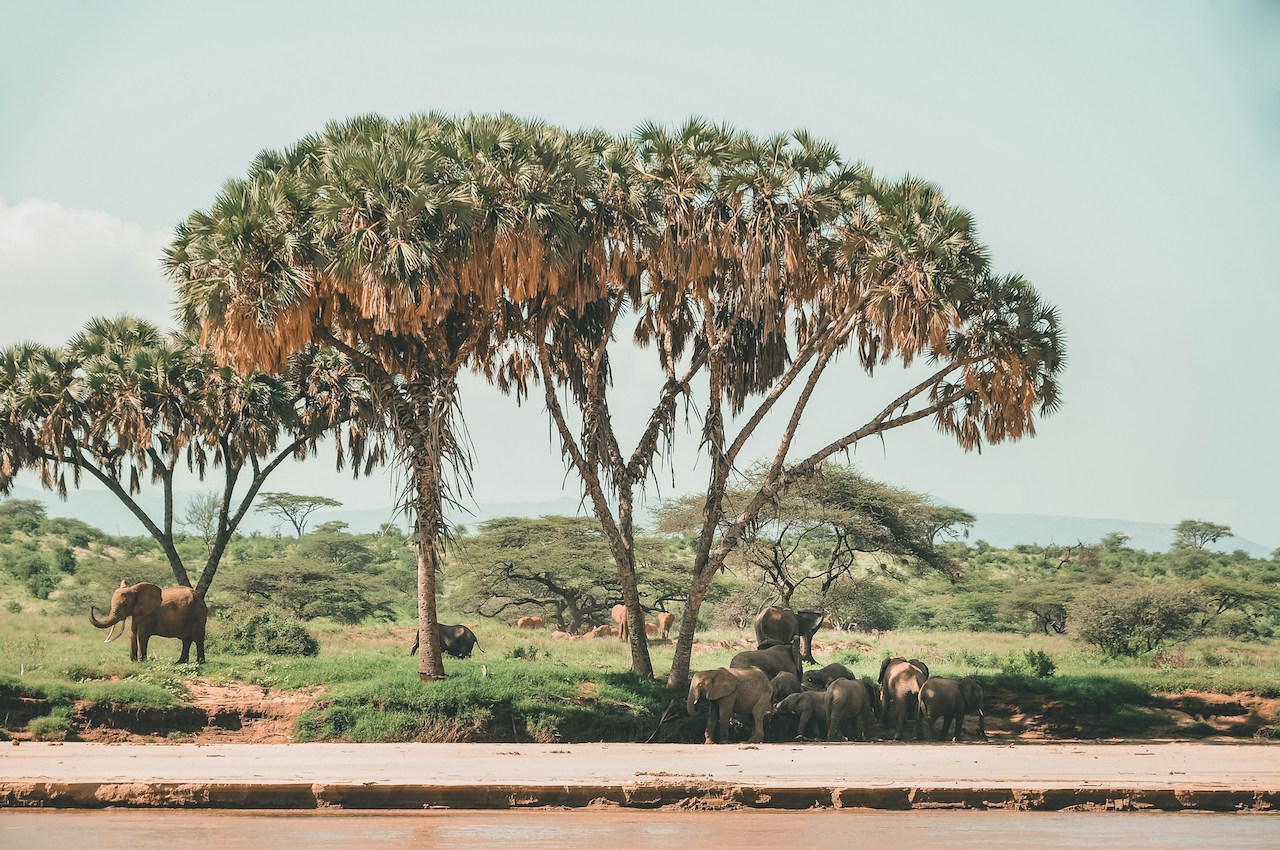 Gajah
