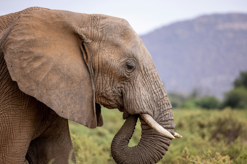 Samburu Kenya