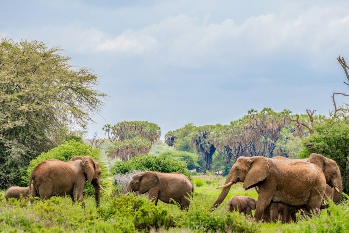 Gajah