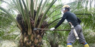 Hilirisasi Industri Sawit Untuk Tingkatkan Nilai Tambah Sawit