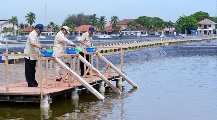 Budidaya Ikan Nila Salin