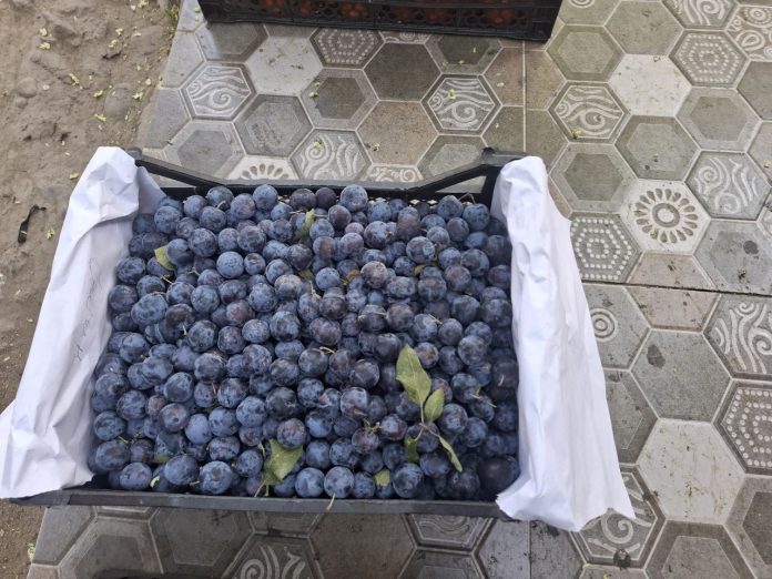 Buah Khas Azerbaijan Goyem