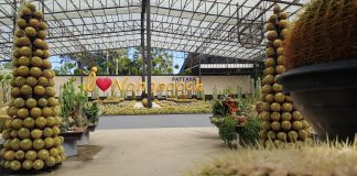 Pesona Taman Tropis Nong Nooch di Pattaya Thailand